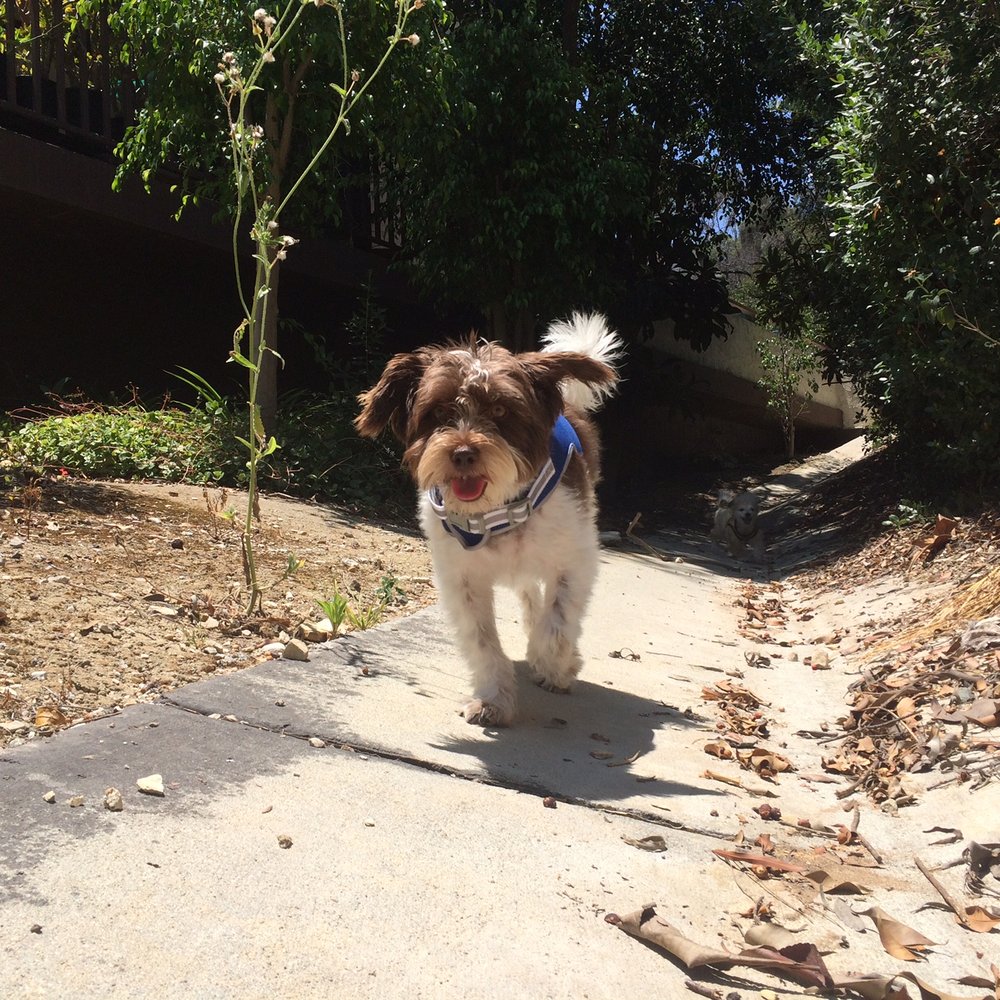 Adventure Dog LA - Sketch running wild and free! - Dog Walkers Near Me - Pasadena, California Adventure Dog LA - Sketch running wild and free! - Dog Walkers Near Me - Pasadena, California
