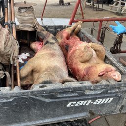 2 Euro pigs. 2 Euro pigs.
