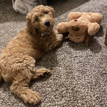 4E Kennels - My 4E puppy Reese - Pet Breeders Near Me