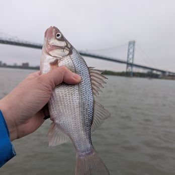 Riverside Park - Silver bass - Parks Near Me - Detroit, Michigan Riverside Park - Silver bass - Parks Near Me - Detroit, Michigan