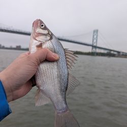 Riverside Park - Silver bass