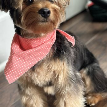 Camila’s Pet Grooming - Pet - Pet Groomers Near Me - Massapequa, New York Camila’s Pet Grooming - Pet - Pet Groomers Near Me - Massapequa, New York