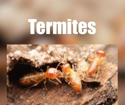 First Solutions Pest & Home Services - veterans service organization in Rockville, MD