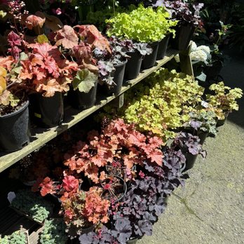 Plant Depot - Colorful options - Nurseries & Gardening Near Me - San Juan Capistrano, California Plant Depot - Colorful options - Nurseries & Gardening Near Me - San Juan Capistrano, California