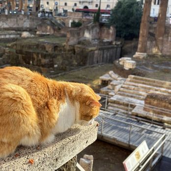 Torre Argentina - Local resident of cat sanctuary sitting near the entrance - Public Plazas Near Me - Rome, RM Torre Argentina - Local resident of cat sanctuary sitting near the entrance - Public Plazas Near Me - Rome, RM