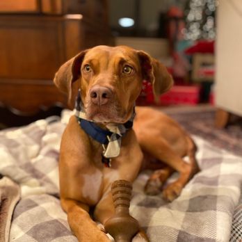 One Tail at a Time - OTAT Alum, Ruthie (FKA Gummy Bear) - Animal Shelters Near Me - Chicago, Illinois