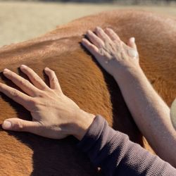 Horse, Heart & Connection - Deep connection with the horses, the participants, ourselves, and Andrea