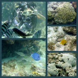 Praia de Maragogi - Belezas da fauna e flora marinha de Maragogi.
