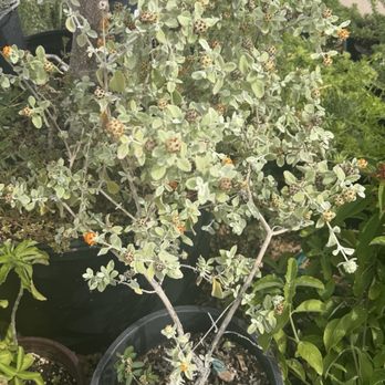 SummerWinds Nursery - Tatum - Wooly butterfly bush we purchased - Nurseries & Gardening Near Me - Phoenix, Arizona