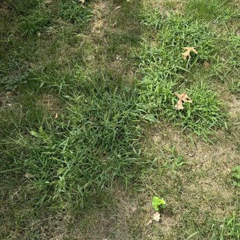 Lawn Pride - Weeds - Lawn Services Near Me