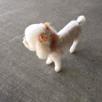 Orange Grooming - Pet Groomers Near Me - Miami, Florida Orange Grooming - Pet Groomers Near Me - Miami, Florida
