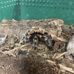 The Reptile Room