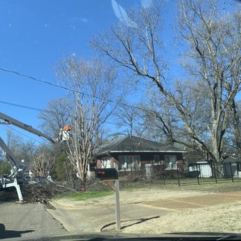 1. Shane Sanders Tree Service