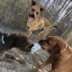 Paws Up! - Ruby, Harley, Denali