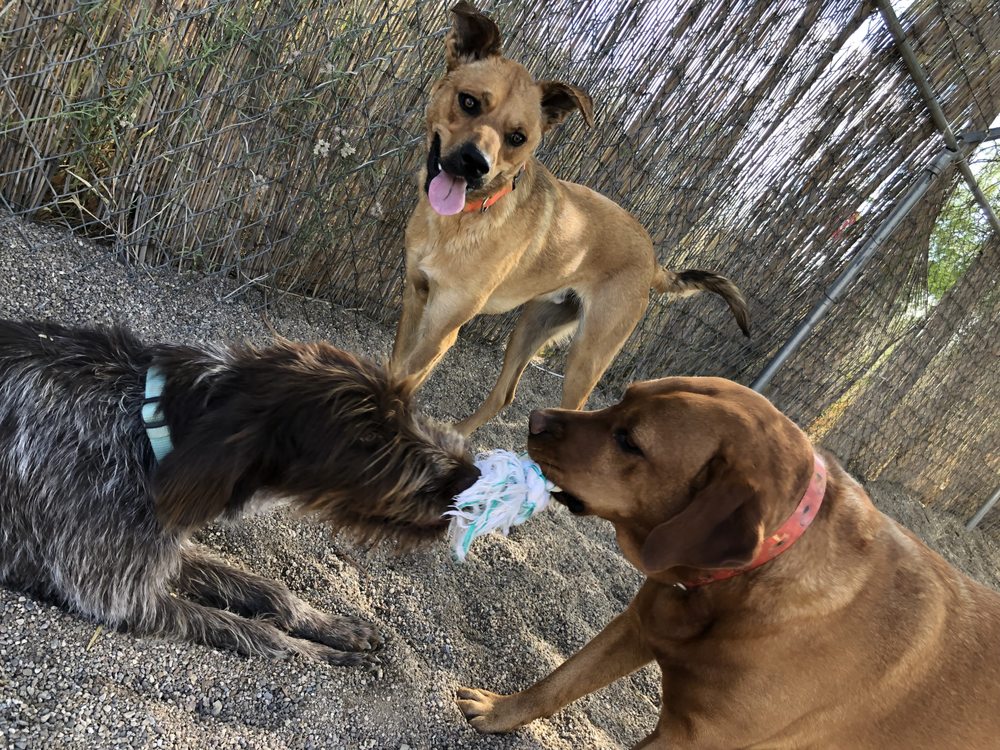 Paws Up! - pet boarding facility in Tucson, AZ