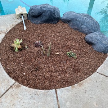 QD LANDSCAPING  - Succulents around pool - Gardeners Near Me
