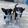 Photo of Barkadelphia