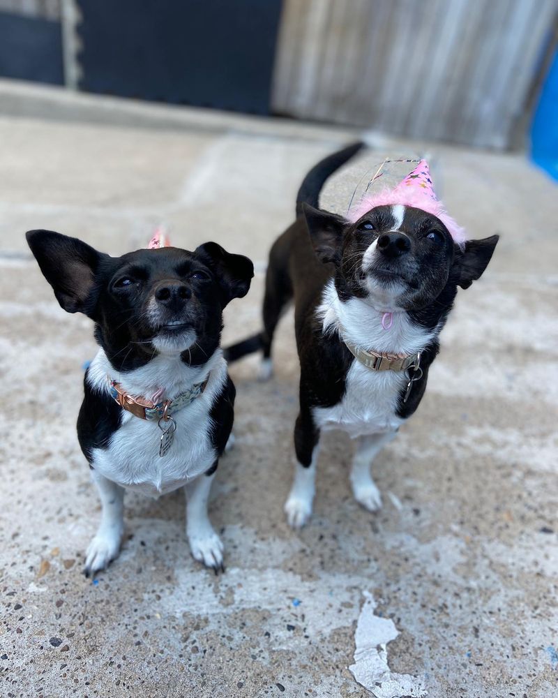 Barkadelphia - pet boarding facility in Philadelphia, PA