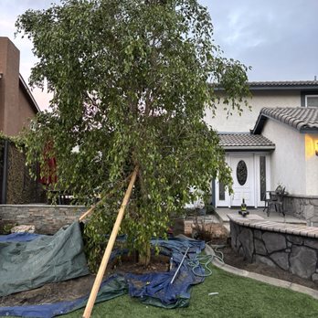Moon Valley Nurseries - Ficus Benjamina being set to black sun. - Tree Services Near Me - Chino, California