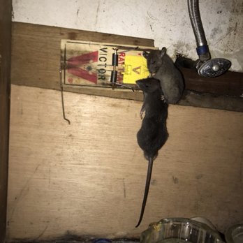 All Out Extermination - Pest Control Near Me - Bellflower, California All Out Extermination - Pest Control Near Me - Bellflower, California