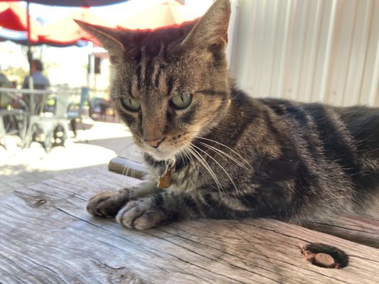 Waredaca Brewing Company by null