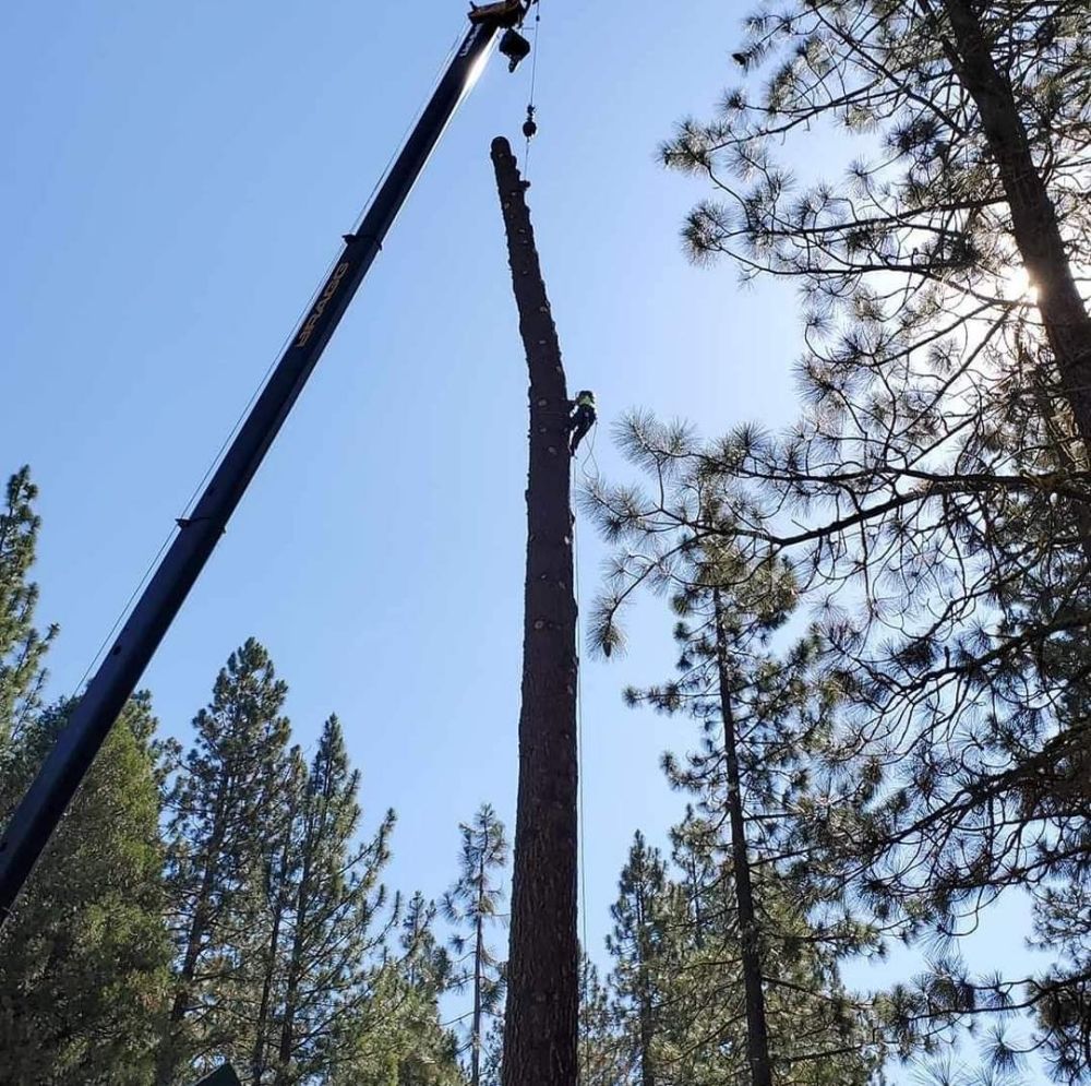 Nevada Native Tree Care - tree service in Reno, NV