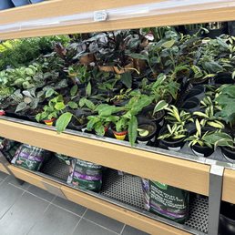 Indoor plants Indoor plants
