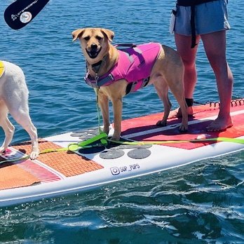 SUP Pups - Paddleboarding Near Me - San Diego, California
