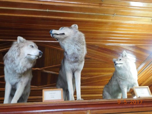 Banff Park Museum National Historic Site by null