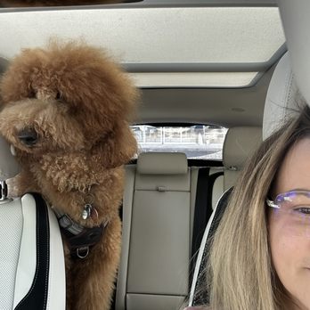 Who's My Good Dog - Bocelli on his way to daycare... always excited. - Pet Boarding Near Me - Brooklyn, New York