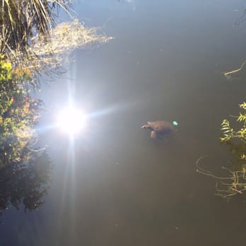 Daggerwing Nature Center - florida soft shell turtles - Parks Near Me - Boca Raton, Florida Daggerwing Nature Center - florida soft shell turtles - Parks Near Me - Boca Raton, Florida