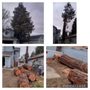 Photo of Michaels Tree service