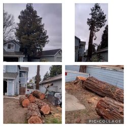 Michaels Tree service - Two Red Wood Tree Removals 

Before / After