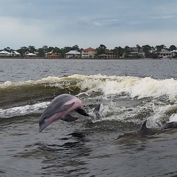 Surf's Up Dolphin Cruises - First time seeing dolphins in the wild! It was amazing and touched me at a heart level! - Boat Tours Near Me - Orange Beach, Alabama