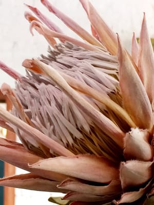 Mary Street Bakery by null