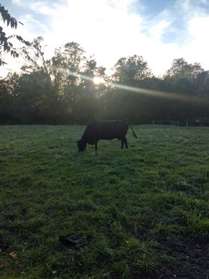 Shaker Heritage Society by null