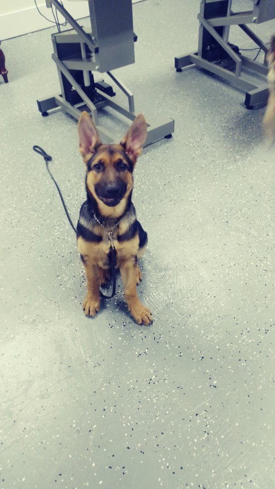 NAPLES PET SITTERS Naples, Florida Pet Groomers Phone Number Yelp