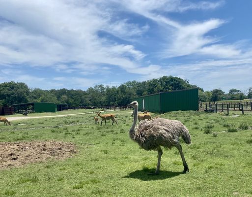 Bayou Wildlife Zoo by null