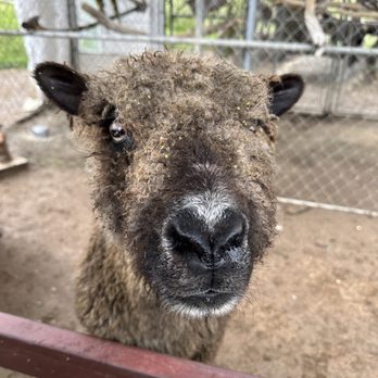 Oasis Camel Dairy - Sheep - Attraction Farms Near Me - Ramona, California