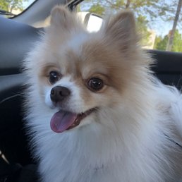 Here is Bella, happy as can be after her session with Dr. South