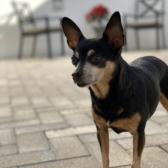 Doggy Daze - Keekee - Pet Groomers Near Me - Phoenix, Arizona Doggy Daze - Keekee - Pet Groomers Near Me - Phoenix, Arizona
