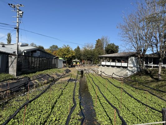 Daio Wasabi Farm by null