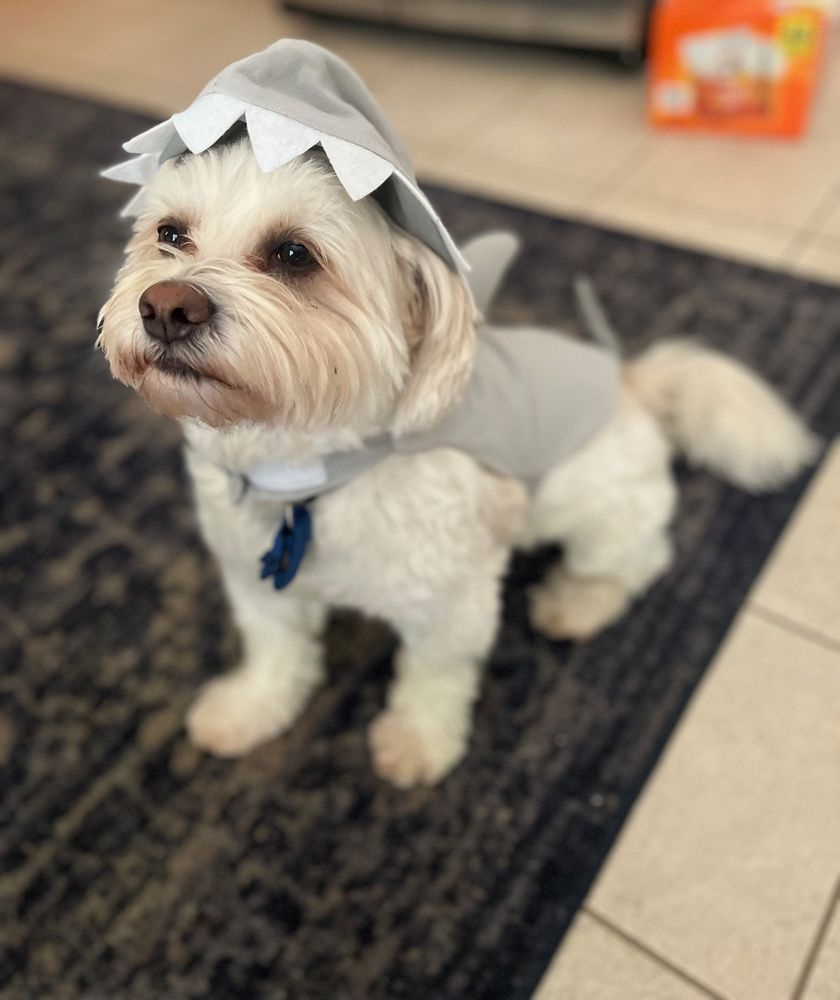 Happy Paws Grooming & Daycare - pet boarding facility in Wauwatosa, WI