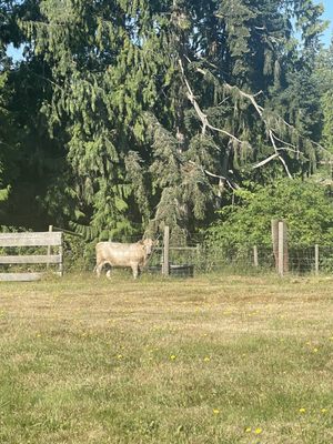 Comforts of Whidbey Winery and B&B by null