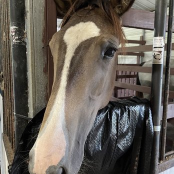 Lake Meadow Farm - Pretty face. - Horseback Riding Near Me - Granville, Tennessee