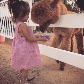 The Alpaca Hacienda - Attraction Farms Near Me - Temecula, California