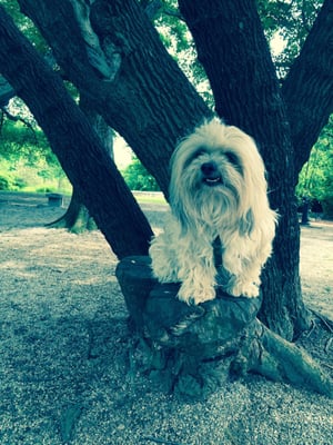 Cabbagetown Park by null