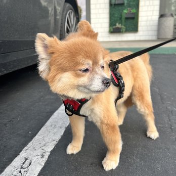happy grooming - Pet Groomers Near Me - San Diego, California