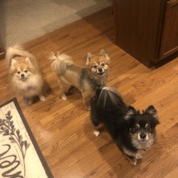 Lancaster Animal Clinic - Babies!