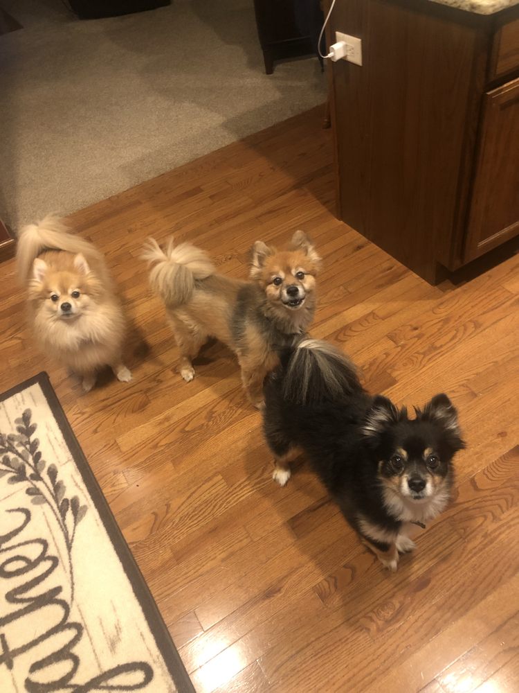 Lancaster Animal Clinic - pet boarding facility in Lancaster, OH